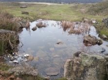 A more permanent wetland at Woodside Quarry (Notonectidae sighted!)