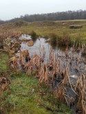 A second part of a small complex of wetlands at the quarry - note the well-established emergent vegetation